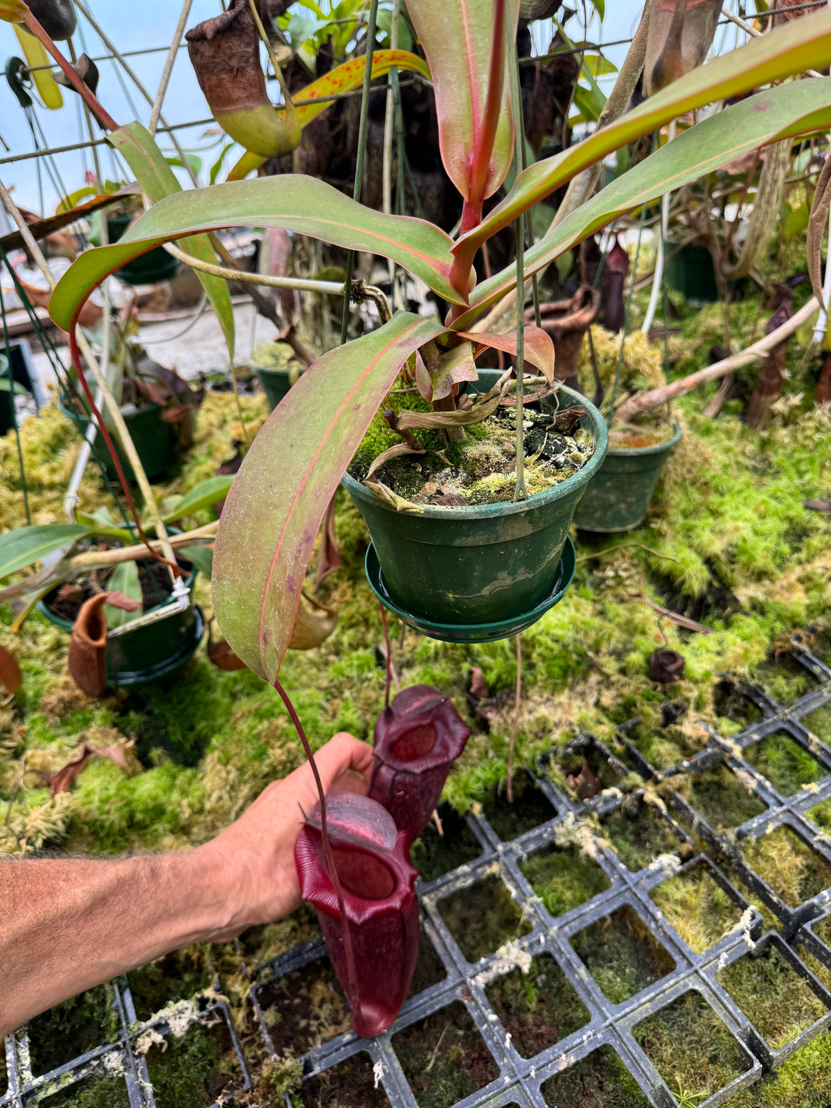708.(ventricosa x sibuyanensis) x Burkei] x  jaquelineae 140 mm pot