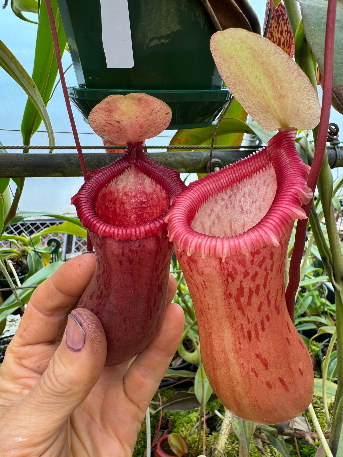 709.N. Ventricosa x sibuyanensis 140mm pot
