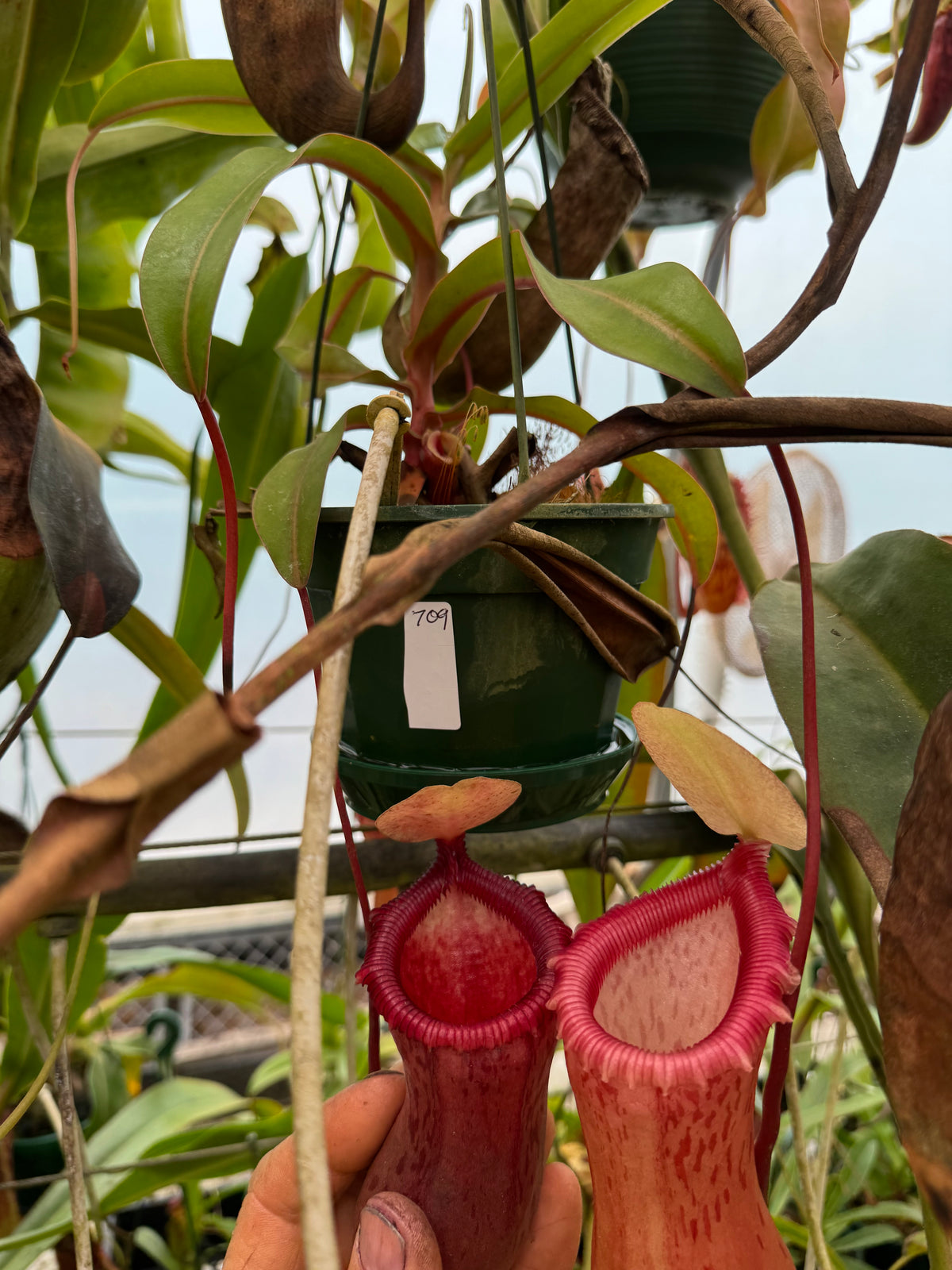 709.N. Ventricosa x sibuyanensis 140mm pot
