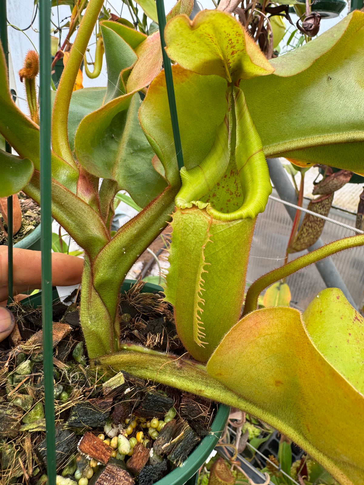 710.N truncata x veitchii 140mm pot
