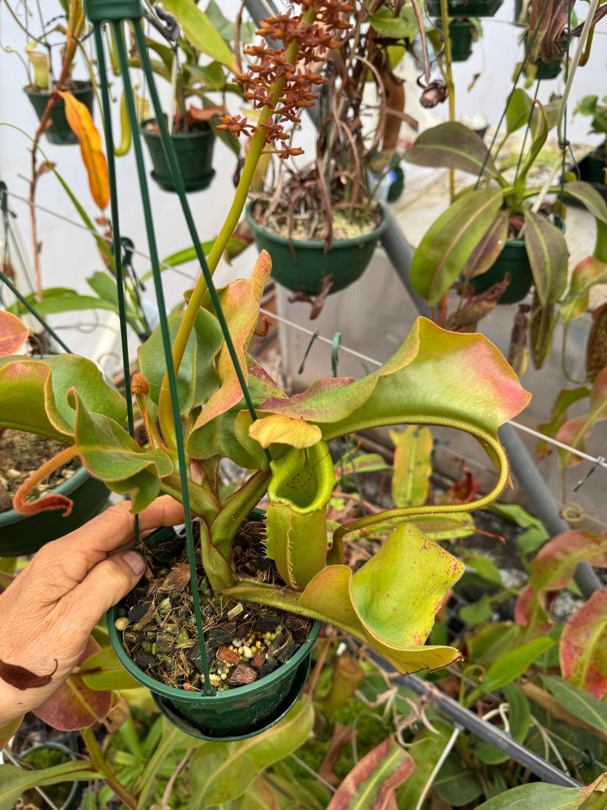 710.N truncata x veitchii 140mm pot