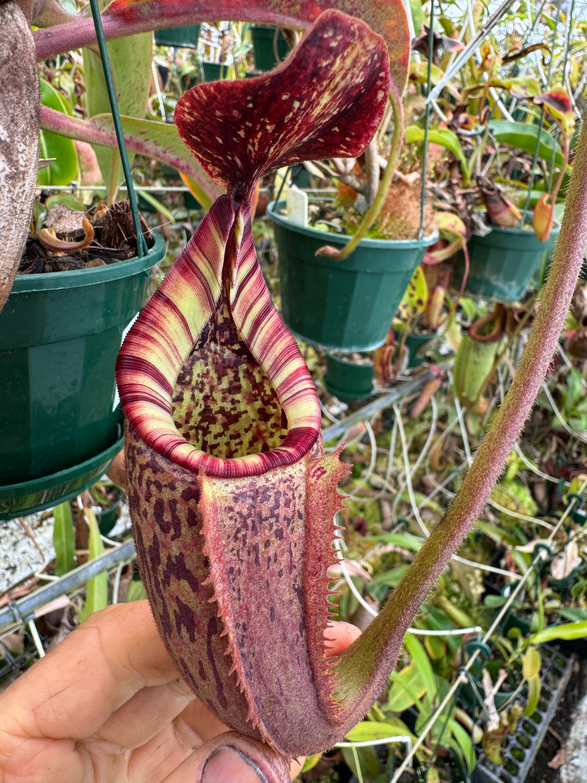 711.N. (veitchii x burbidgeae) x {[(lowii x veitchii) x boschiana] x (lowii x truncata)} 140mm pot