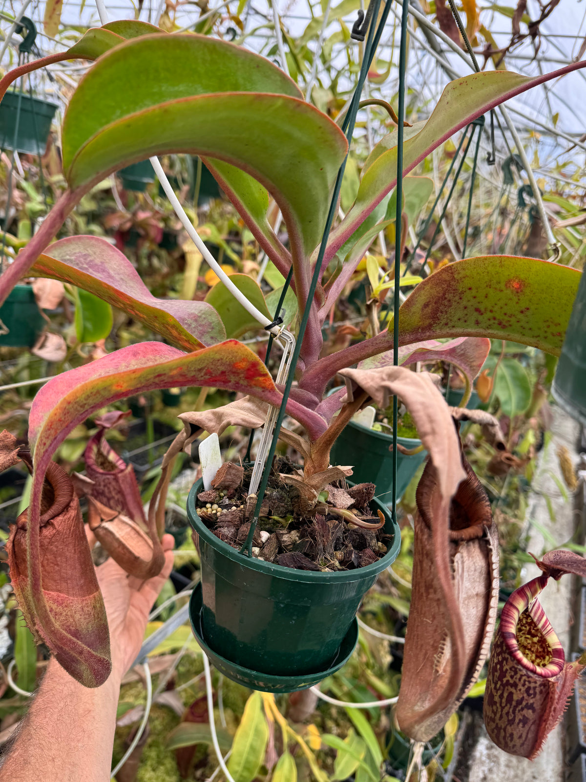 711.N. (veitchii x burbidgeae) x {[(lowii x veitchii) x boschiana] x (lowii x truncata)} 140mm pot