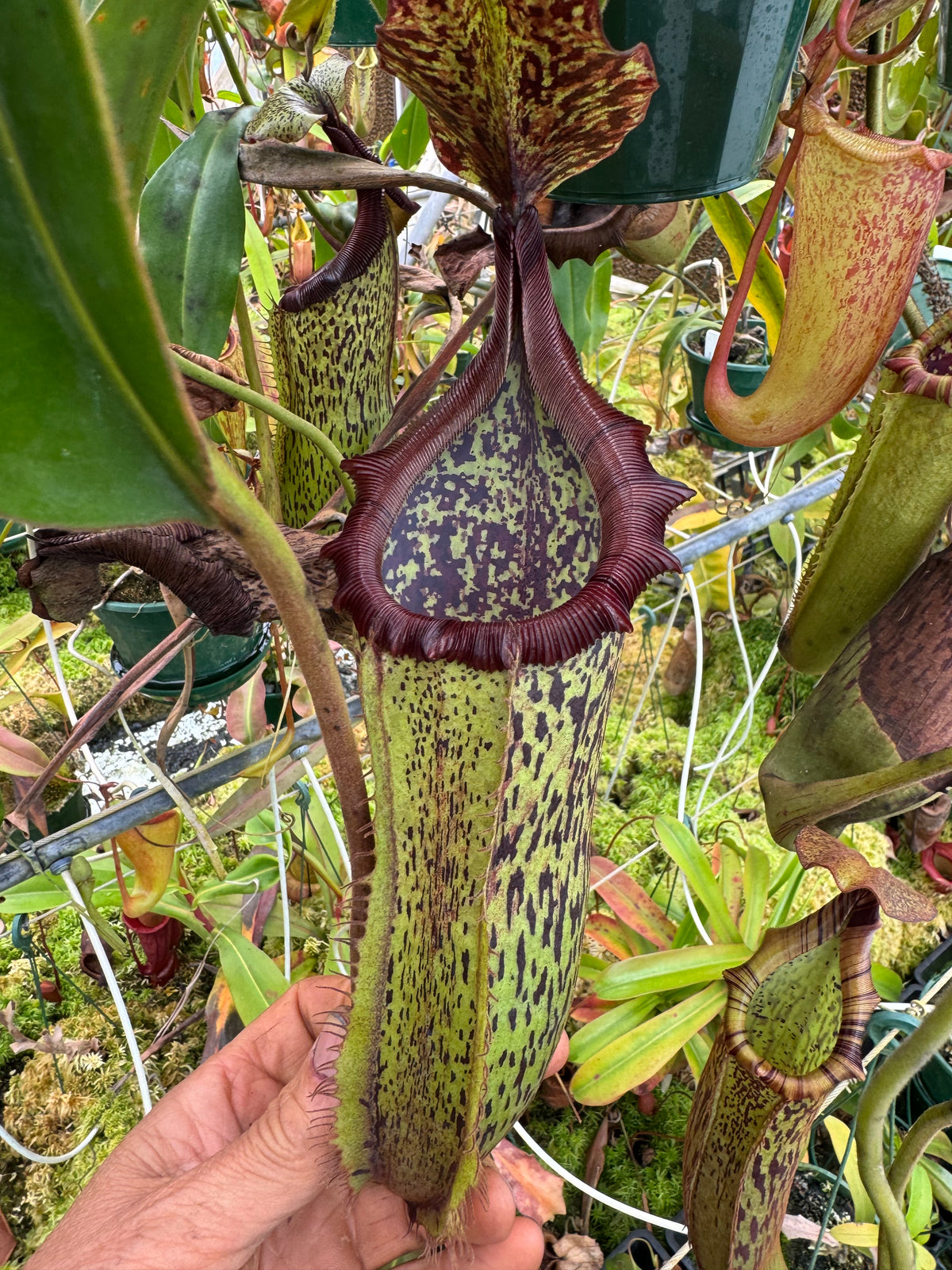 712 N.(veitchii x burbidgeae) x {[(lowii x veitchii) x tiveyi] x platychila} 140mm pot
