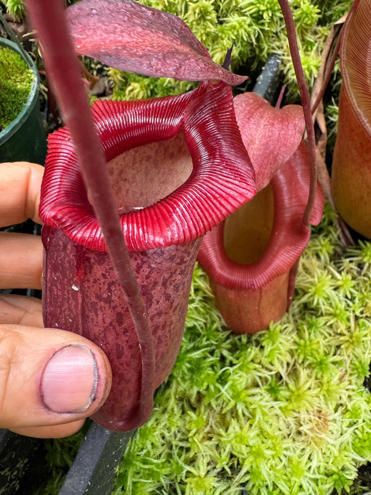 714.N.[( ventricosa x sibuyanensis) x burkei] x jaquelineae 140mm pot
