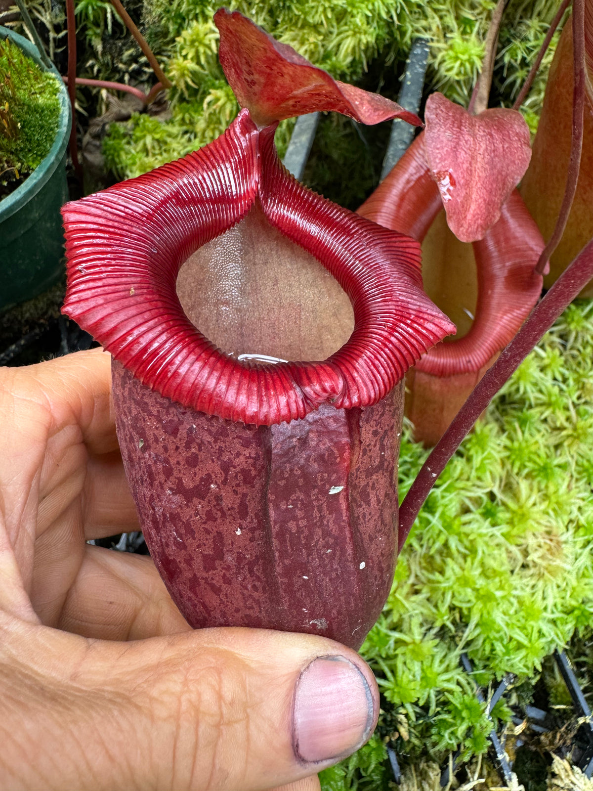 714.N.[( ventricosa x sibuyanensis) x burkei] x jaquelineae 140mm pot