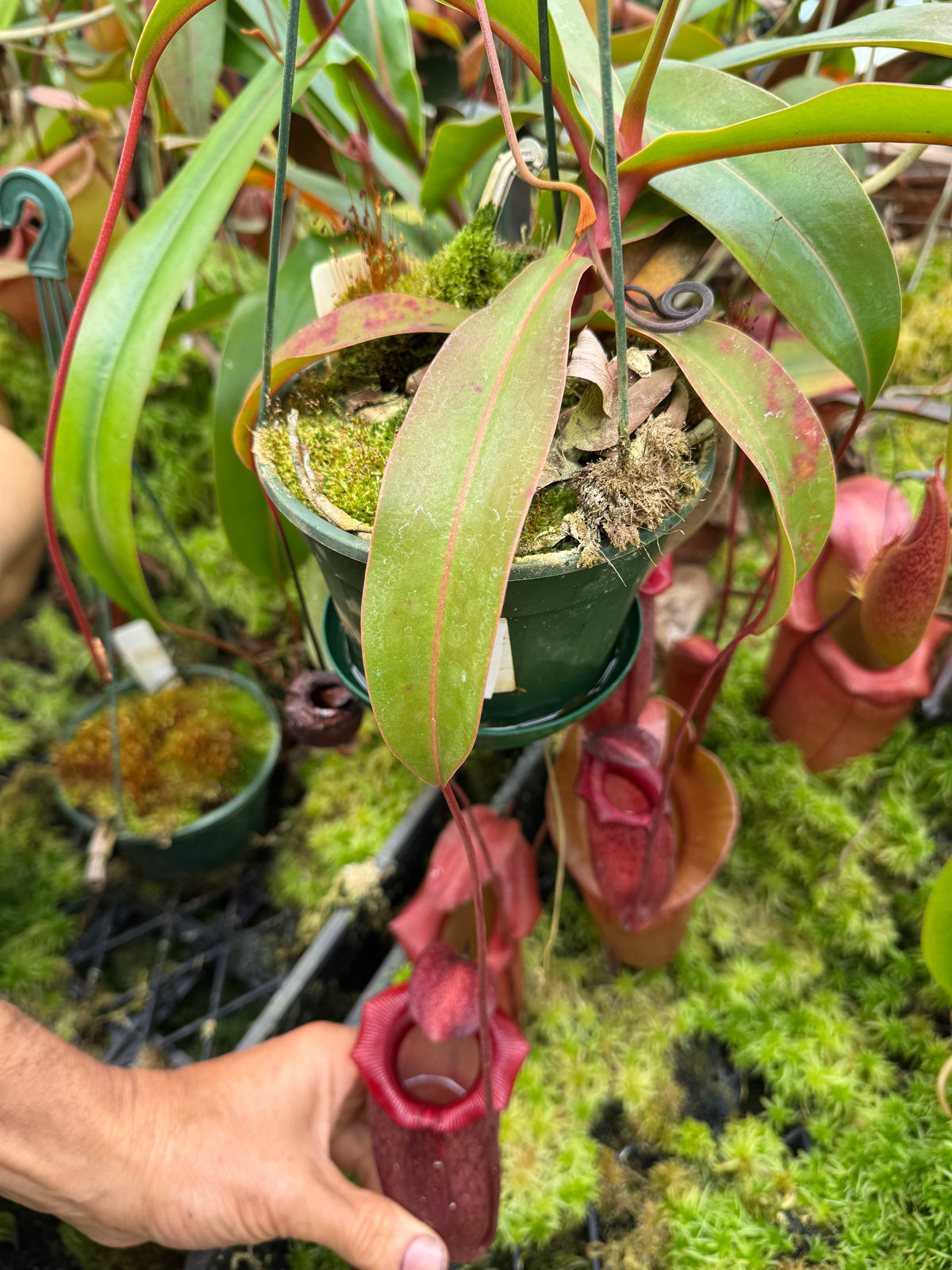 714.N.[( ventricosa x sibuyanensis) x burkei] x jaquelineae 140mm pot