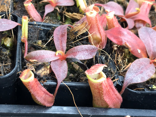Nepenthes Veitchii 65mm pot
