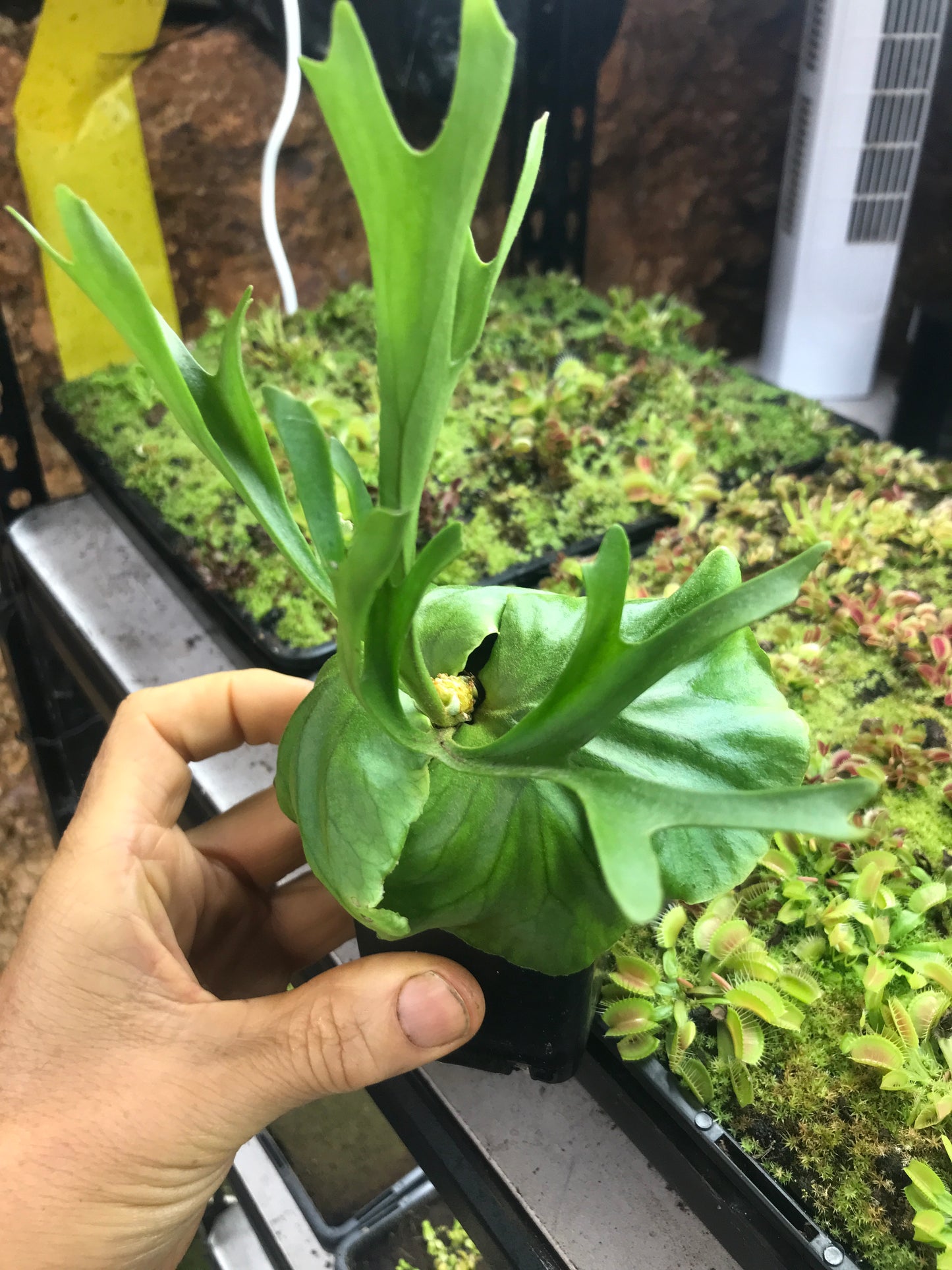 Platycerium Ridleyi 65mm pot