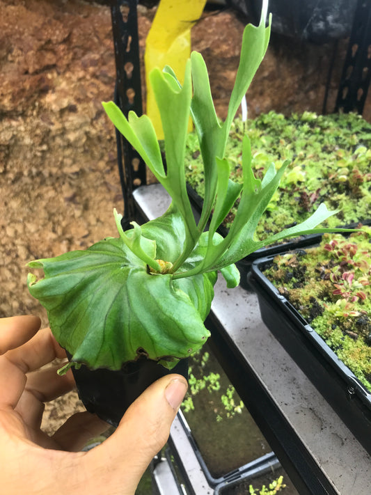 Platycerium Ridleyi 65mm pot