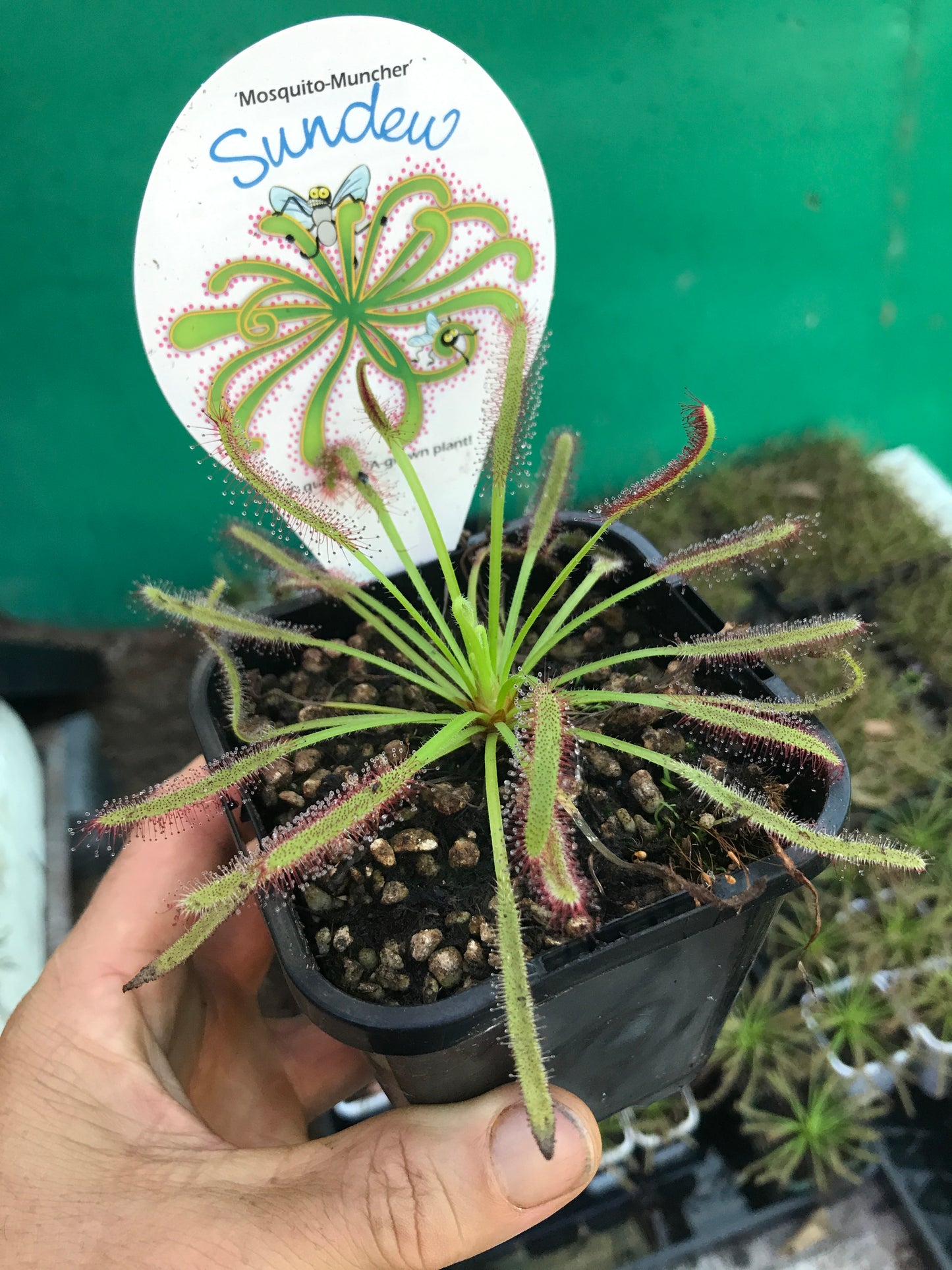 Drosera capensis