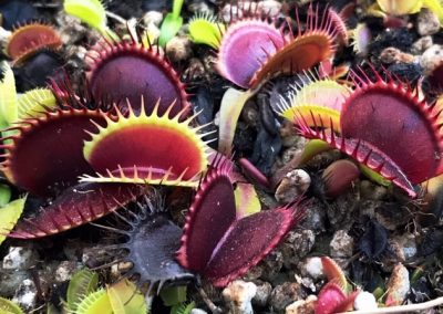 venus flytraps sphagnum