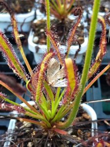 sundew insect eaters