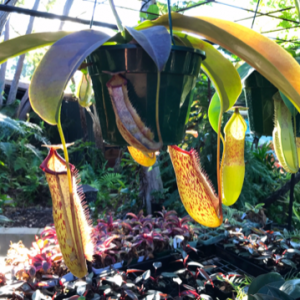 nepenthes maxima x northiana