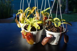 nepenthes bargain perth hills