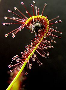 sundew insect eating plants