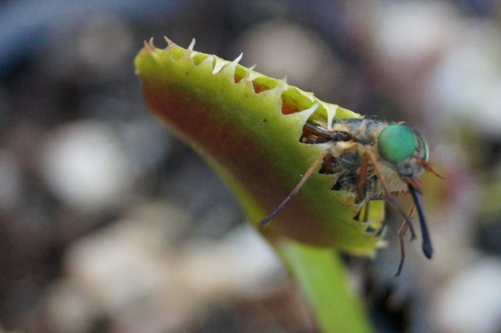 Venus Flytraps Carnivorous plants perth WA