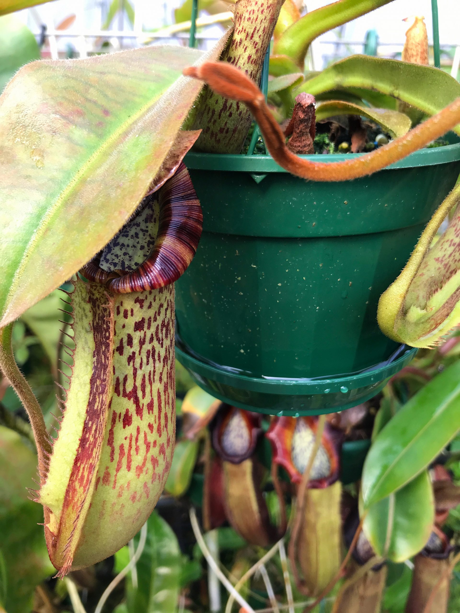 Photo of hanging nepenthes with saucer