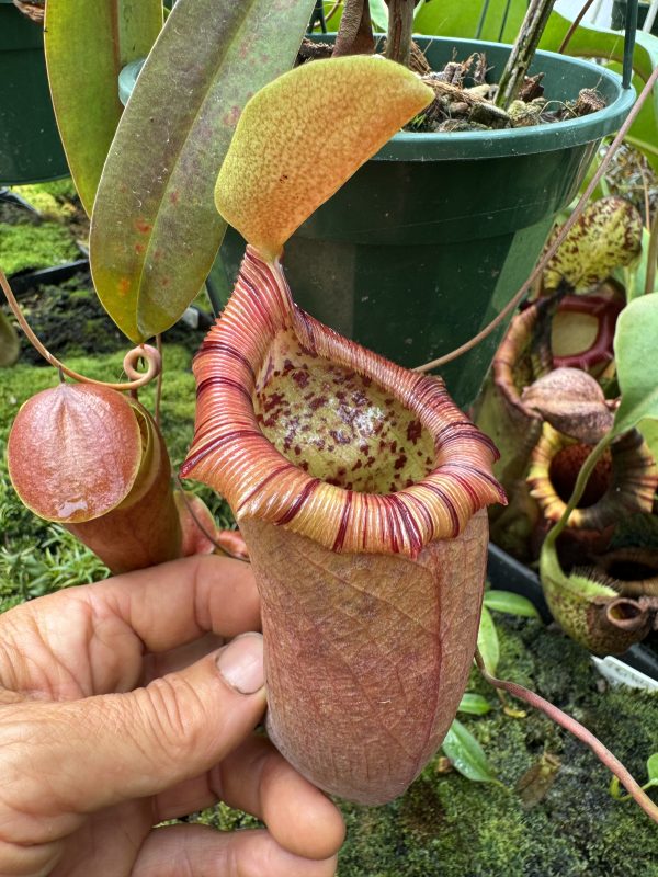 296.N. ( ventricosa x sibuyanensis) x ovata $85