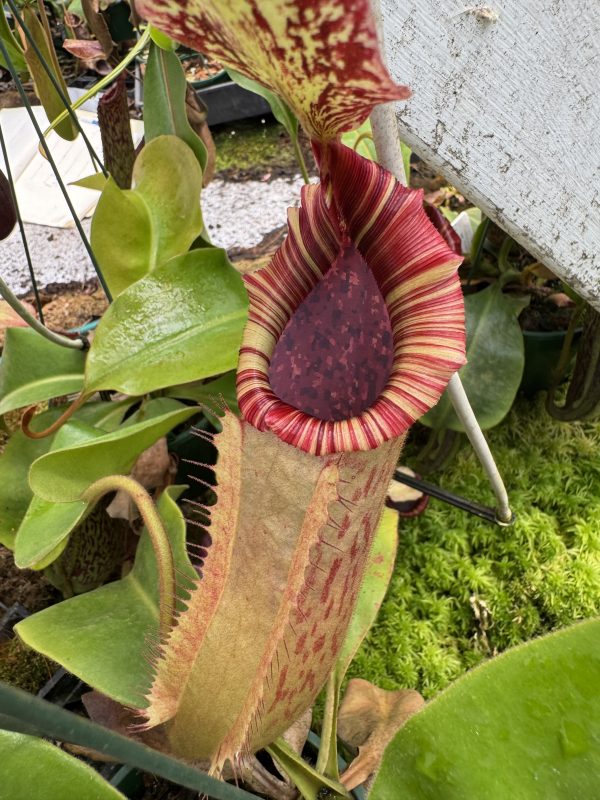 298.N. [(lowii x boschiana) x veitchii sp] x (boschiana x v veitchii pink) $280