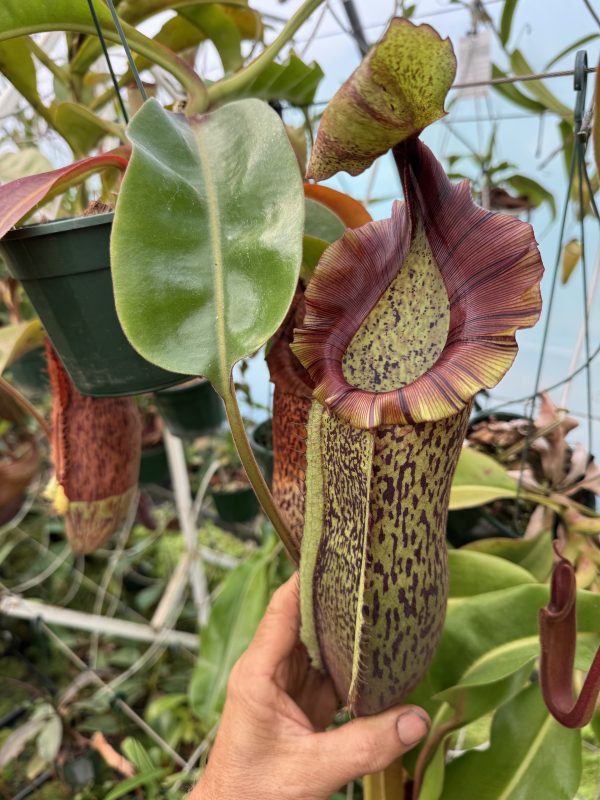 319.N. (eymae x veitchii) x {[(lowii x veitchii ) x tiveyi] x platychila} $400