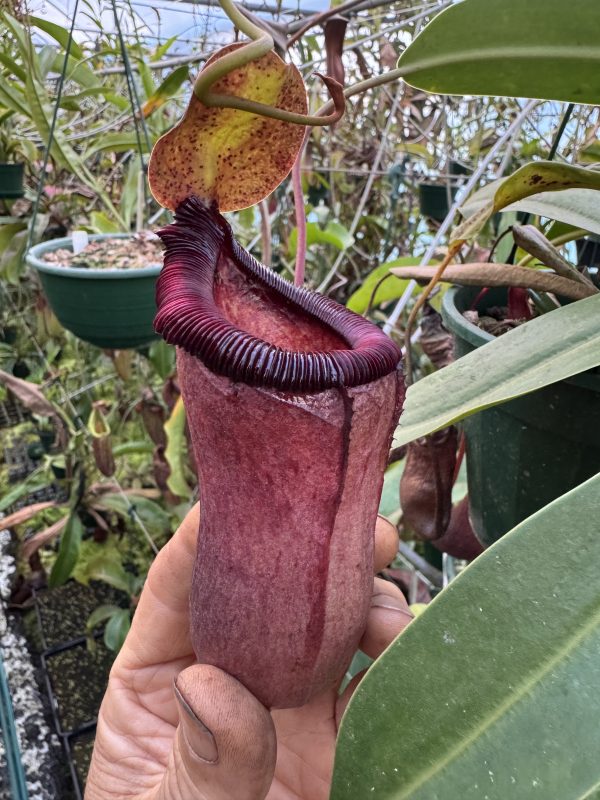 338. ventricosa x [(ventricosa x sibuyanensis) x caranculata] $150