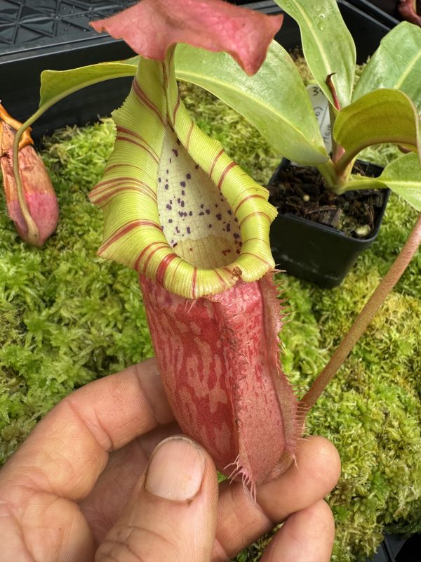 345.N [(Rokko ep x boschiana) x(evitchii x burbidgeae)] x RBV Hose $150