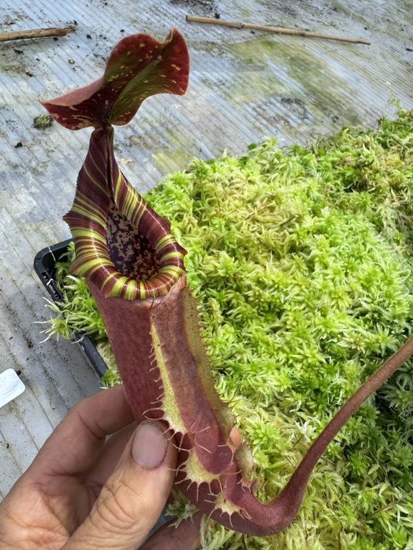 411.N. [(lowii x boschiana) x veitchii sp] x{ LVT x Platychila} $195